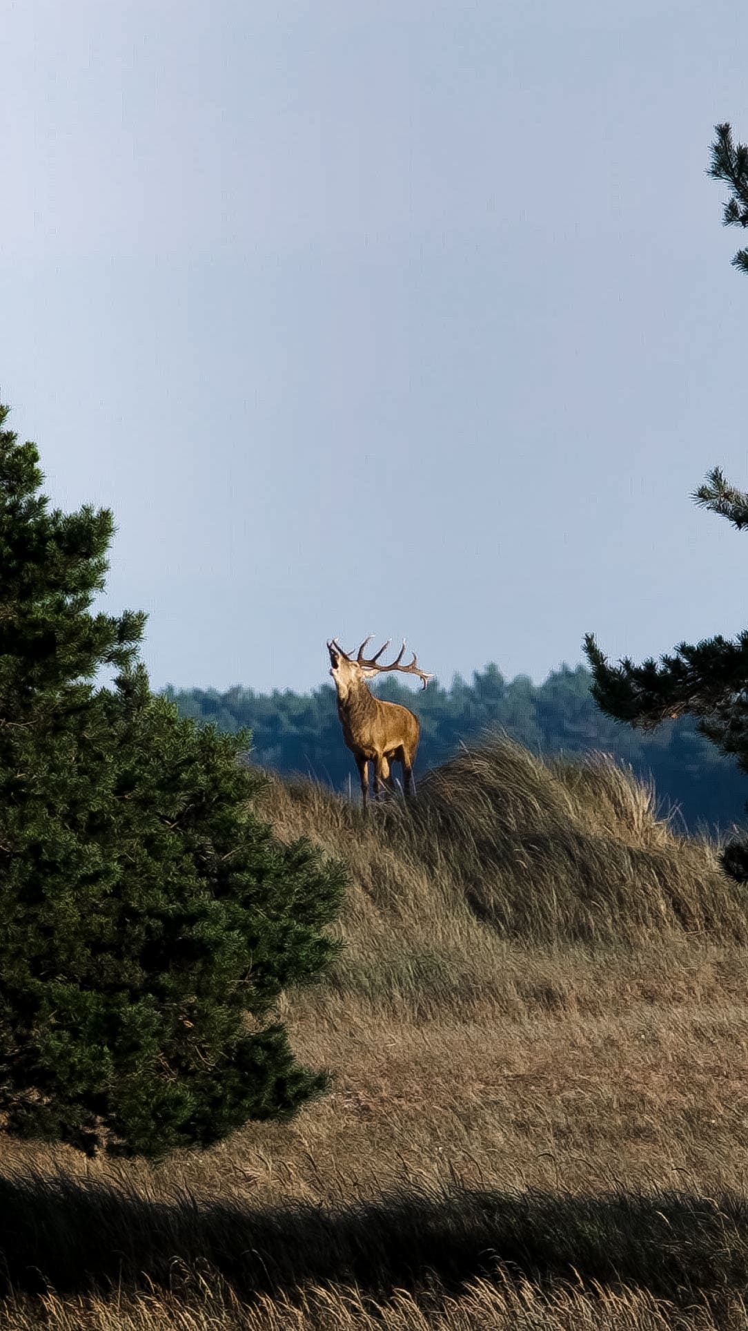 Röhrender Rothirsch auf einer Düne vor dem Waldrand, im Vordergrund eine Kiefer