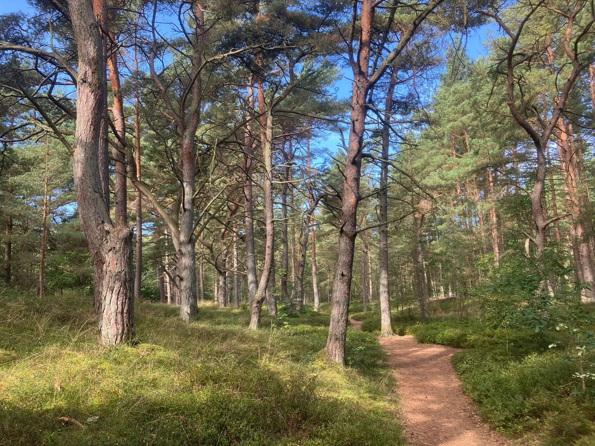 Geschwungener Sandweg durch lichten Kiefernwald mit moosbewachsenem Boden