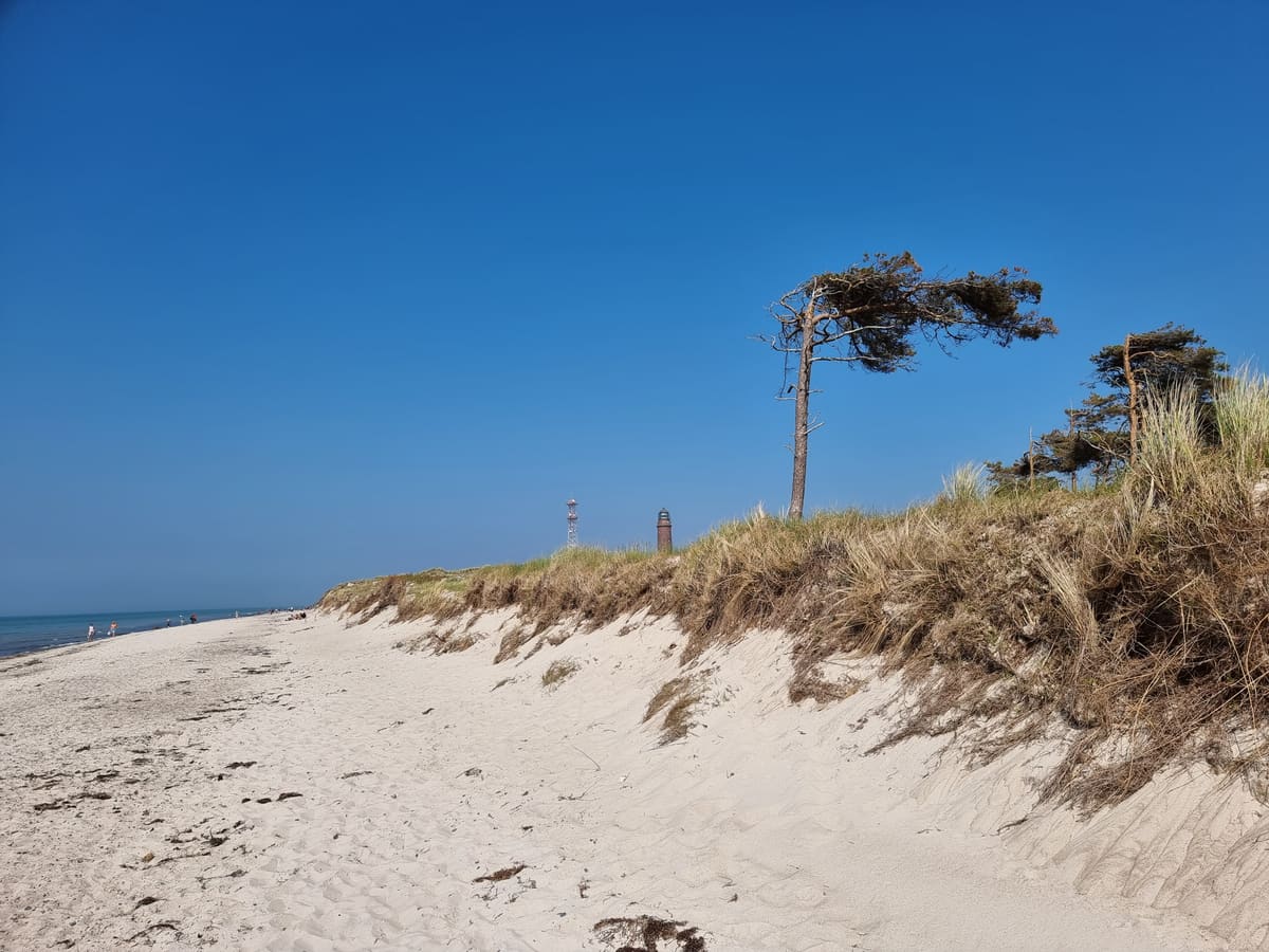 Windschiefe Kiefer auf einer Düne am Weststrand, im Hintergrund der Leuchtturm Darßer Ort