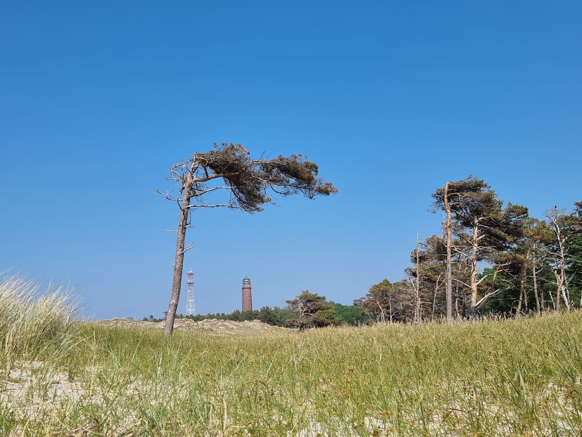 Dünengras und eine vom Wind geformte Kiefer am Weststrand, dahinter der Leuchtturm Darßer Ort vor tiefblauem Himmel